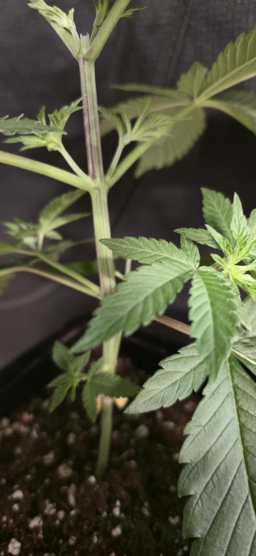 Glumanda Glue test grow. Week 4