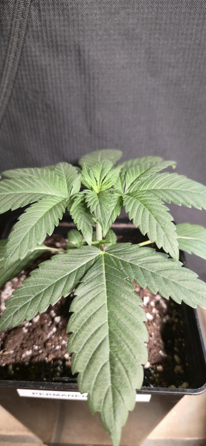 Cookies mit Beigeschmack. Week 4