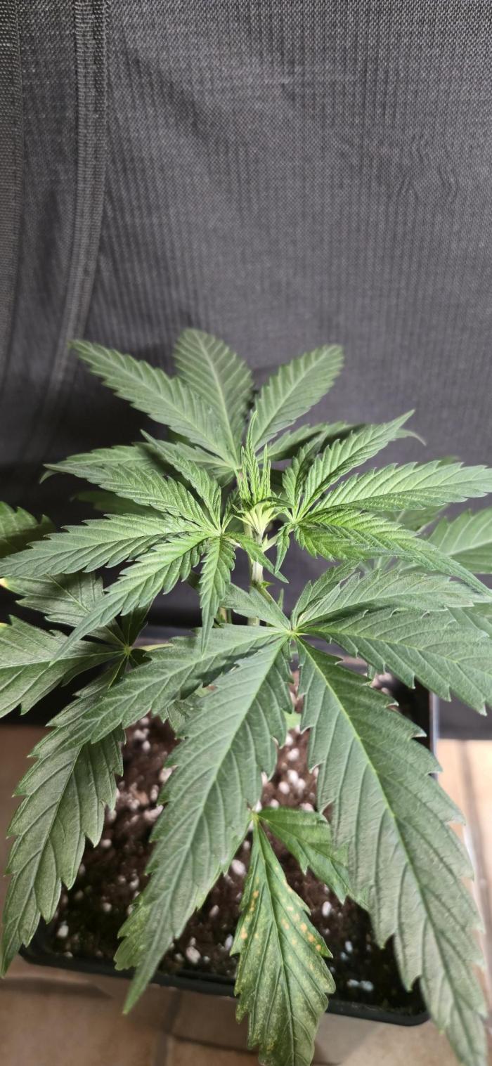 Clementine slush. Week 4