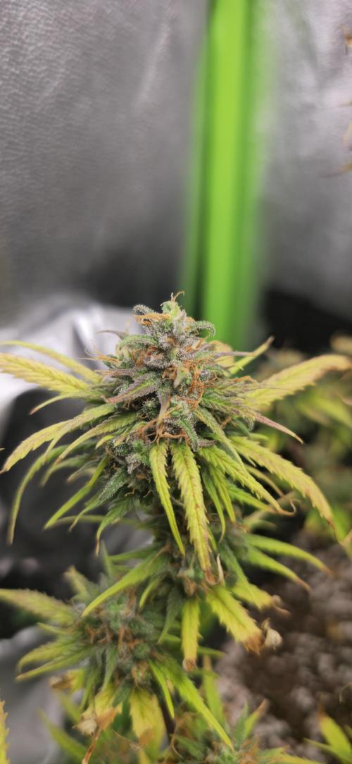 Skunkman Sam. Week 9