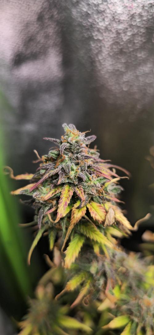 Skunkman Sam. Week 9