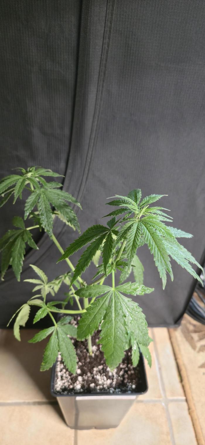 Aladdins skunk. Week 5