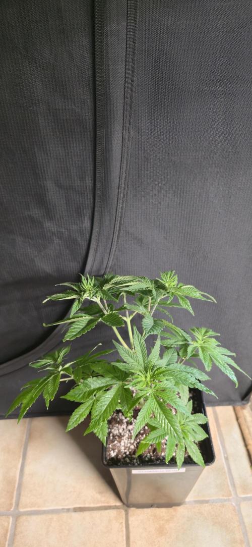Glumanda Glue test grow. Week 5