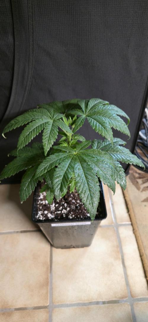 Cookies mit Beigeschmack. Week 5