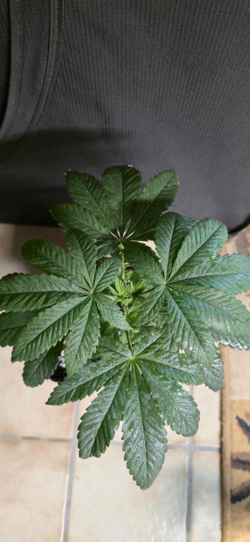 Cookies mit Beigeschmack. Week 5