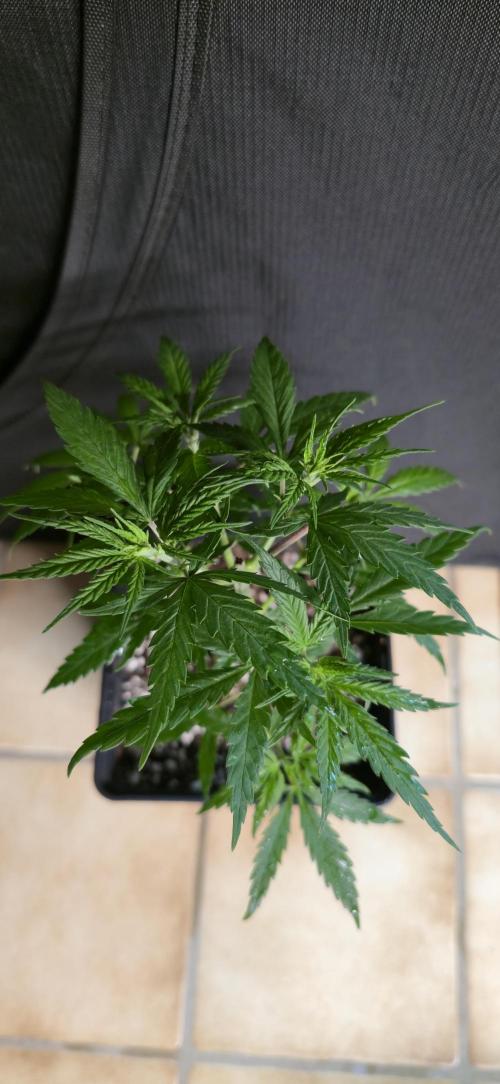 Clementine slush. Week 5