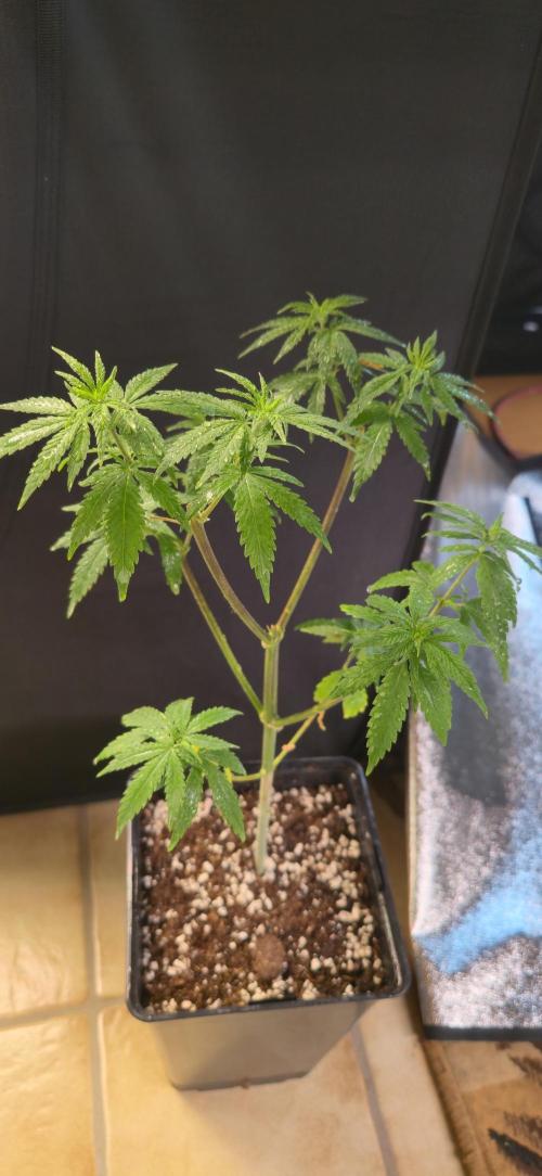 Aladdins skunk. Week 8