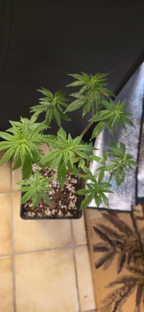 Aladdins skunk. Week 8