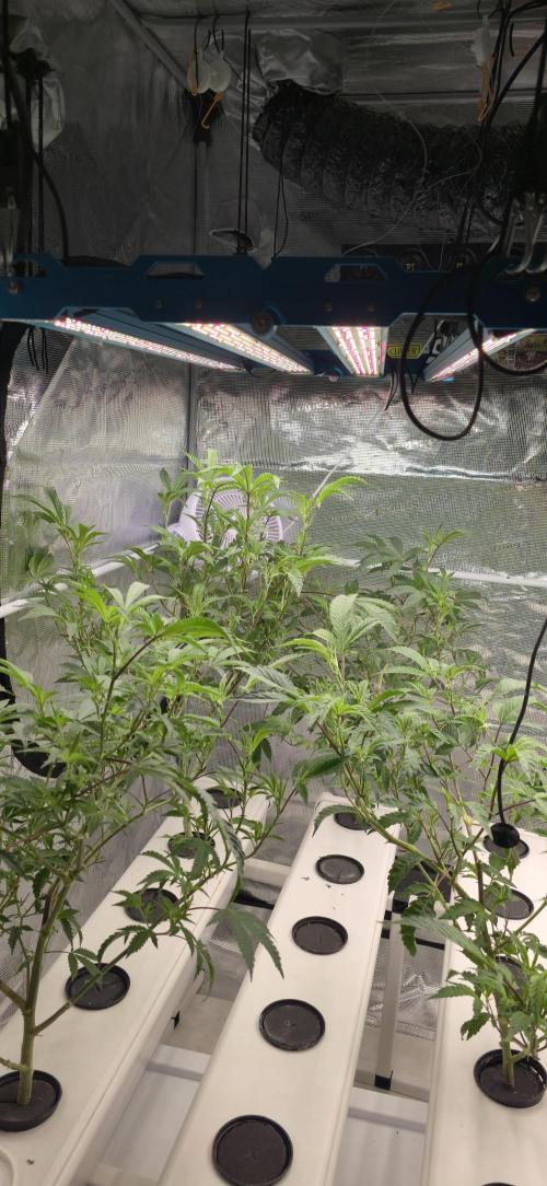 Gazzurple athena growstream. Week 1