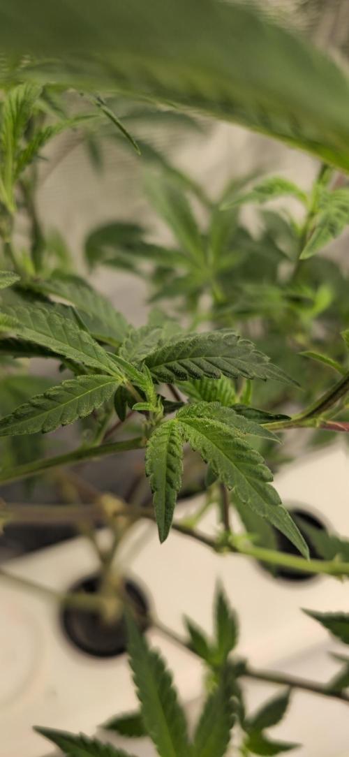 Gazzurple athena growstream. Week 1