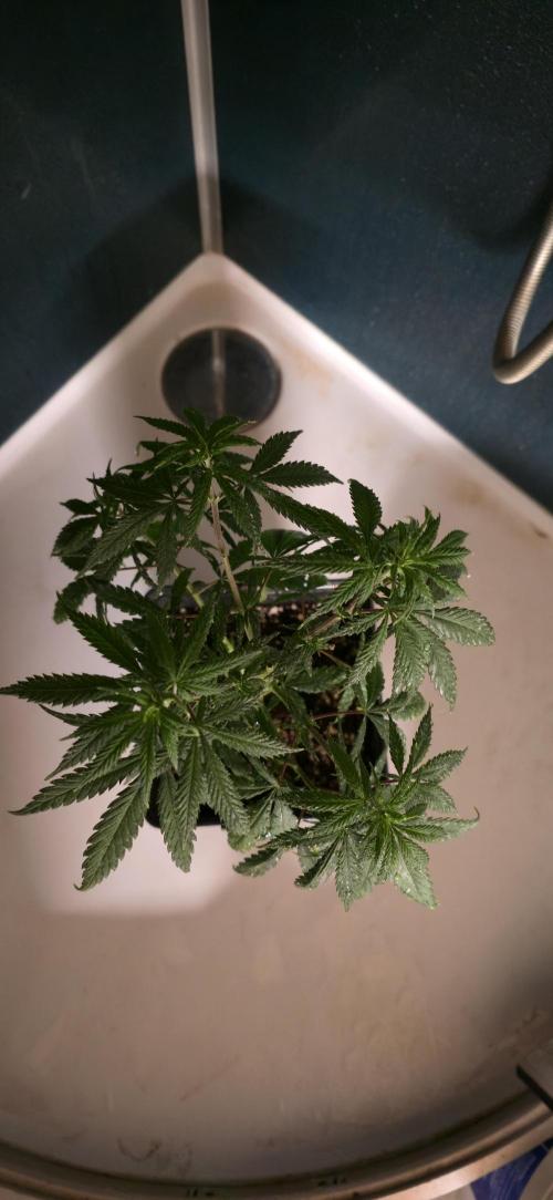 Clementine slush. Week 6