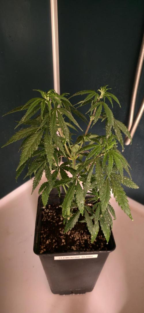 Clementine slush. Week 6