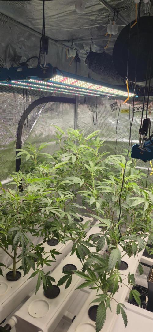 Gazzurple athena growstream. Week 2