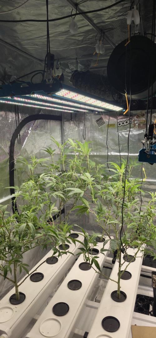 Gazzurple athena growstream. Week 2