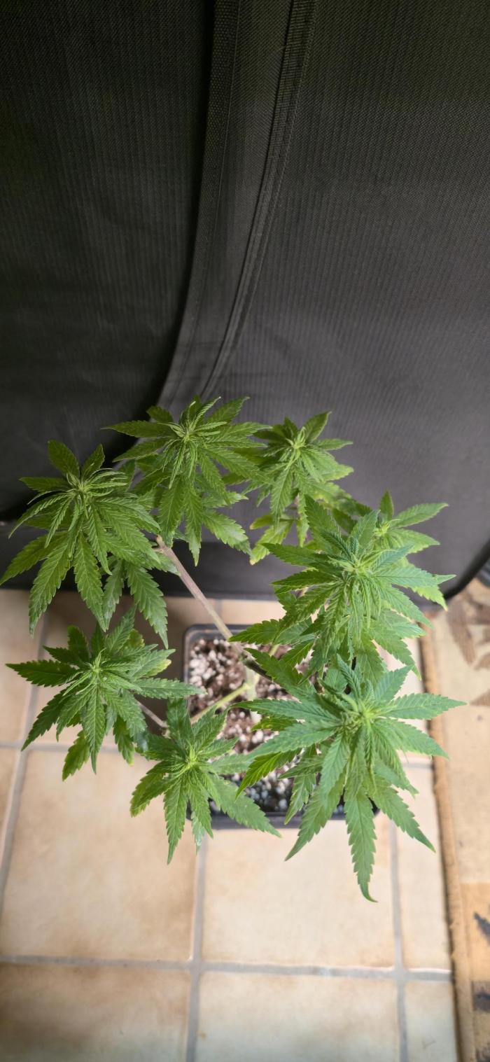 Aladdins skunk. Week 9