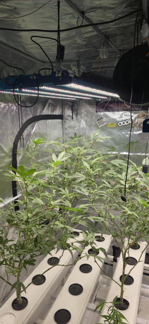 Gazzurple athena growstream. Week 3