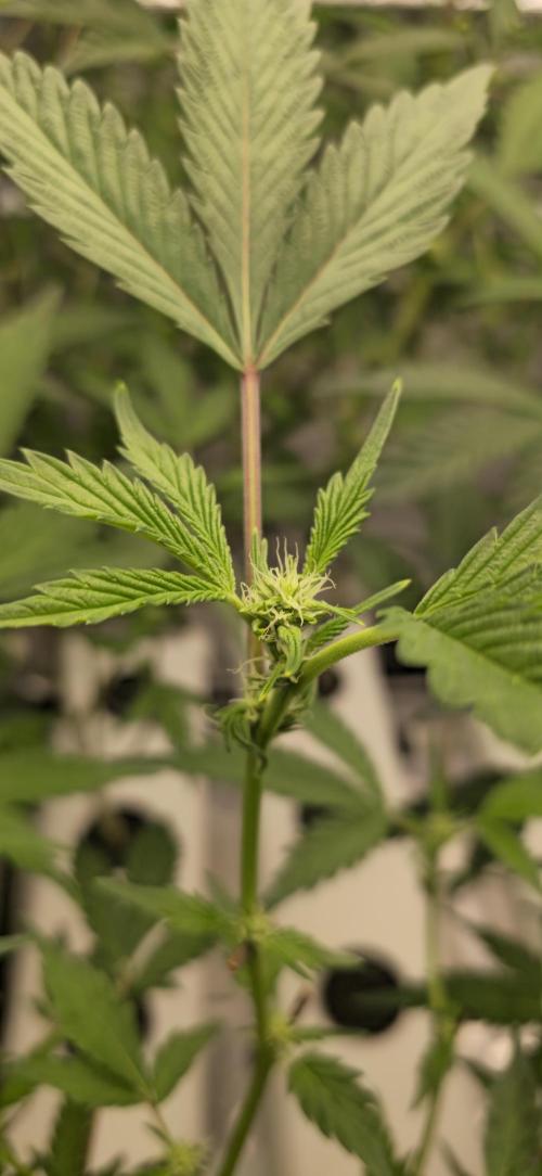 Gazzurple athena growstream. Week 3