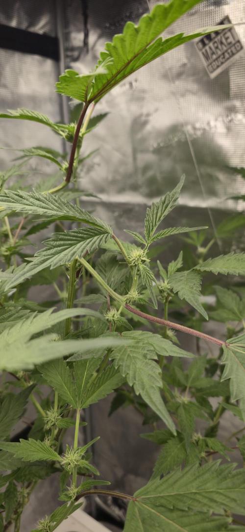 Gazzurple athena growstream. Week 3