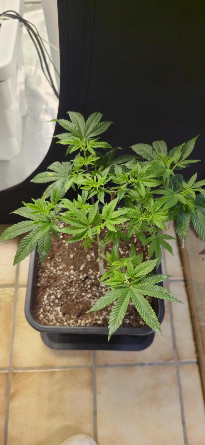 Glumanda Glue test grow. Week 6