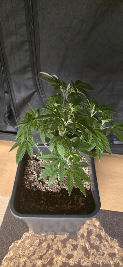 Cookies mit Beigeschmack. Week 6