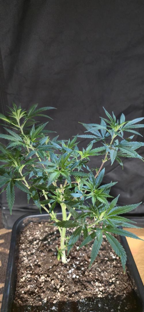 Clementine slush. Week 7