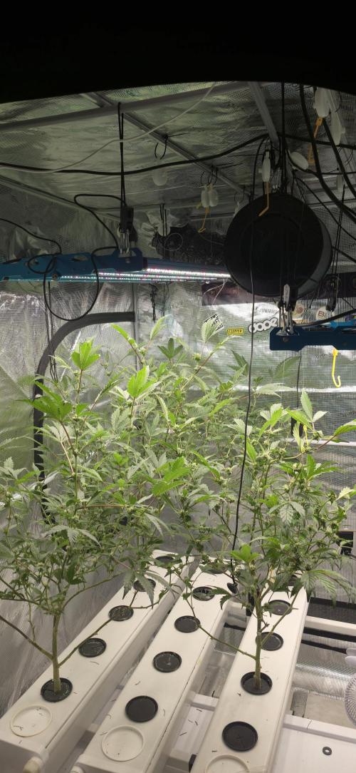 Gazzurple athena growstream. Week 4