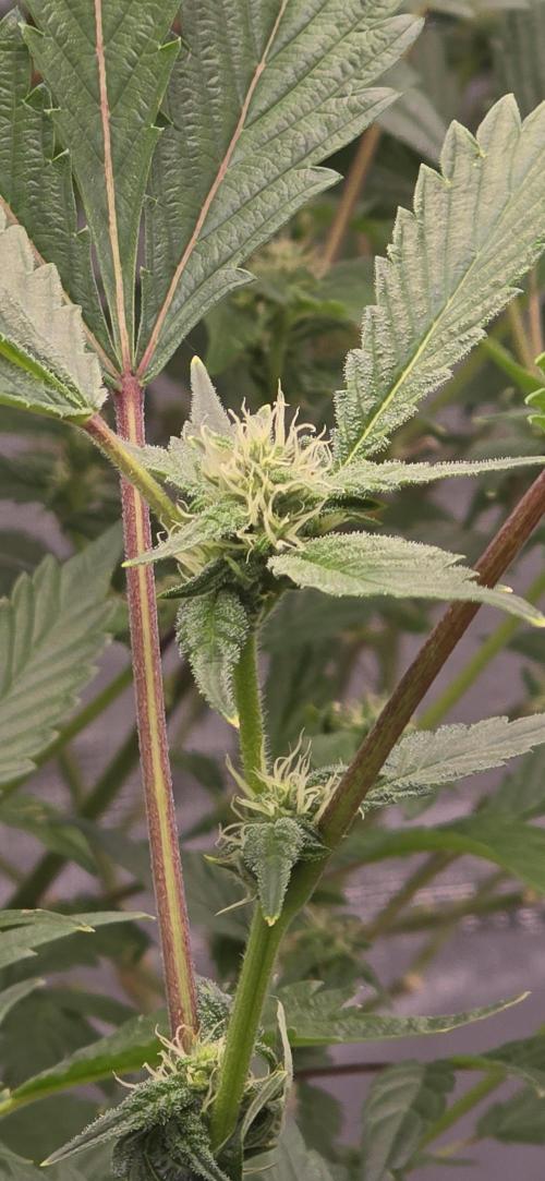 Gazzurple athena growstream. Week 4