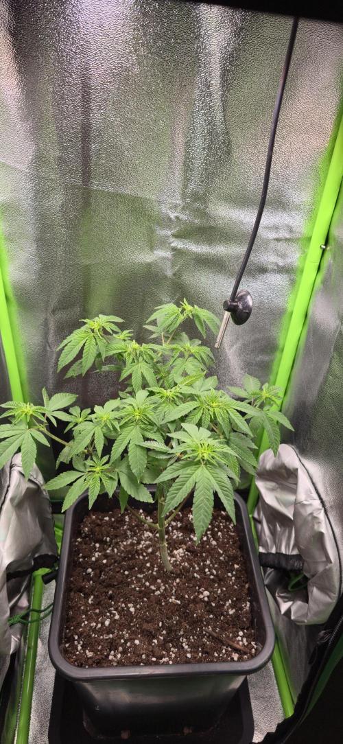 Glumanda Glue test grow. Week 7