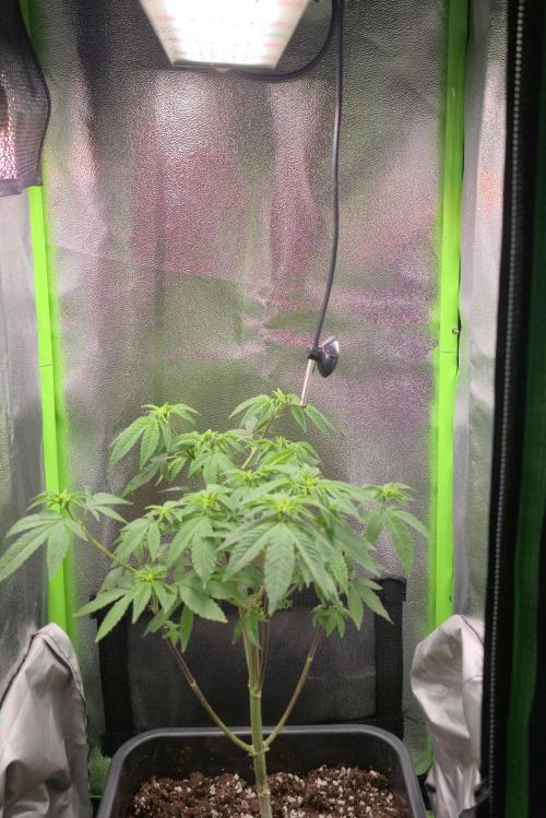 Glumanda Glue test grow. Week 7