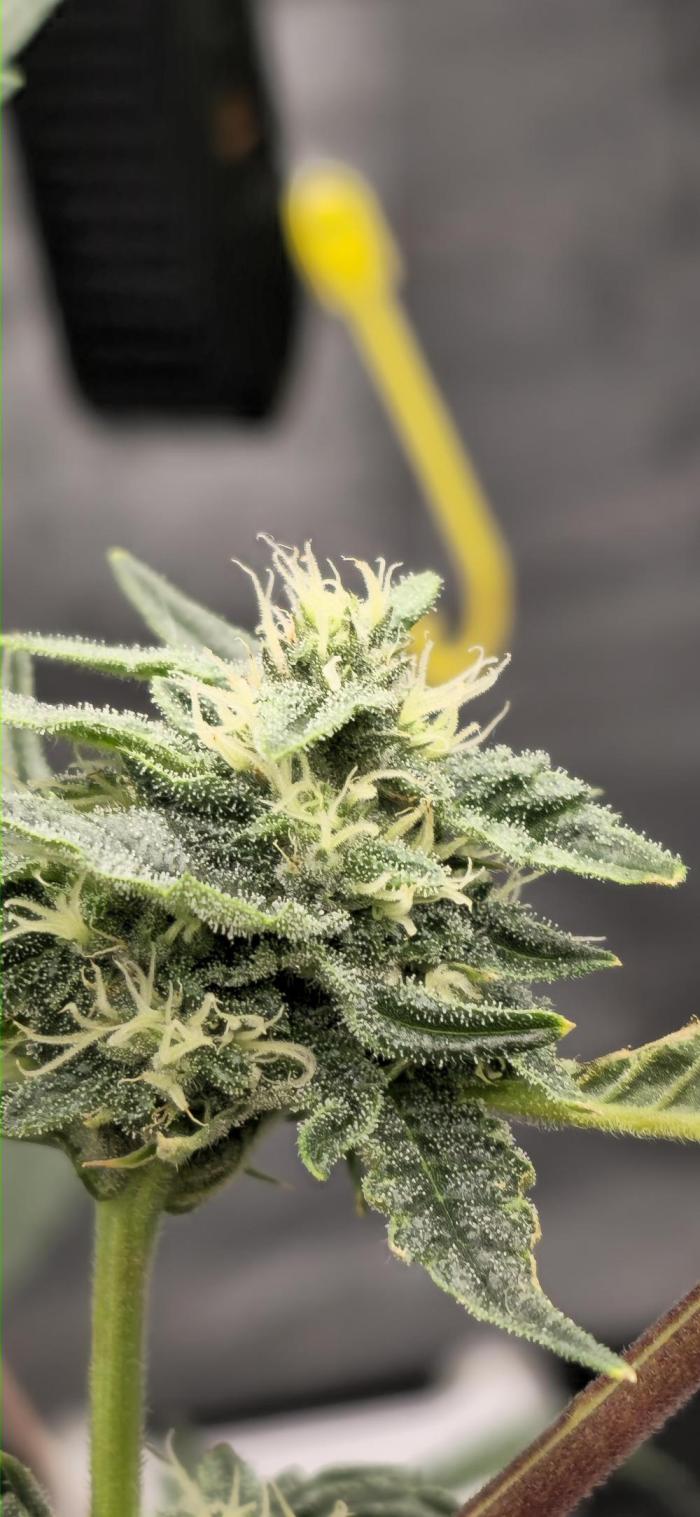 Gazzurple athena growstream. Week 5