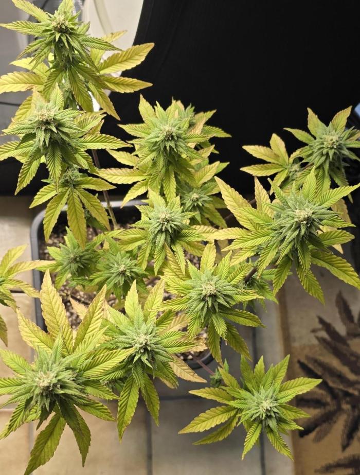 Glumanda Glue test grow. Week 8