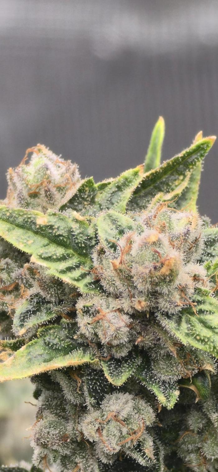 Gazzurple athena growstream. Week 8