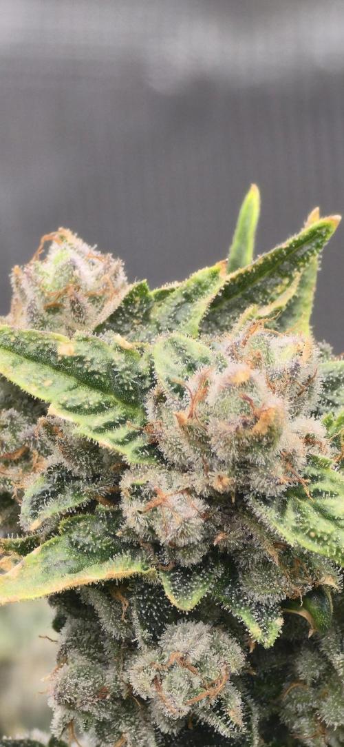 Gazzurple. Week 8