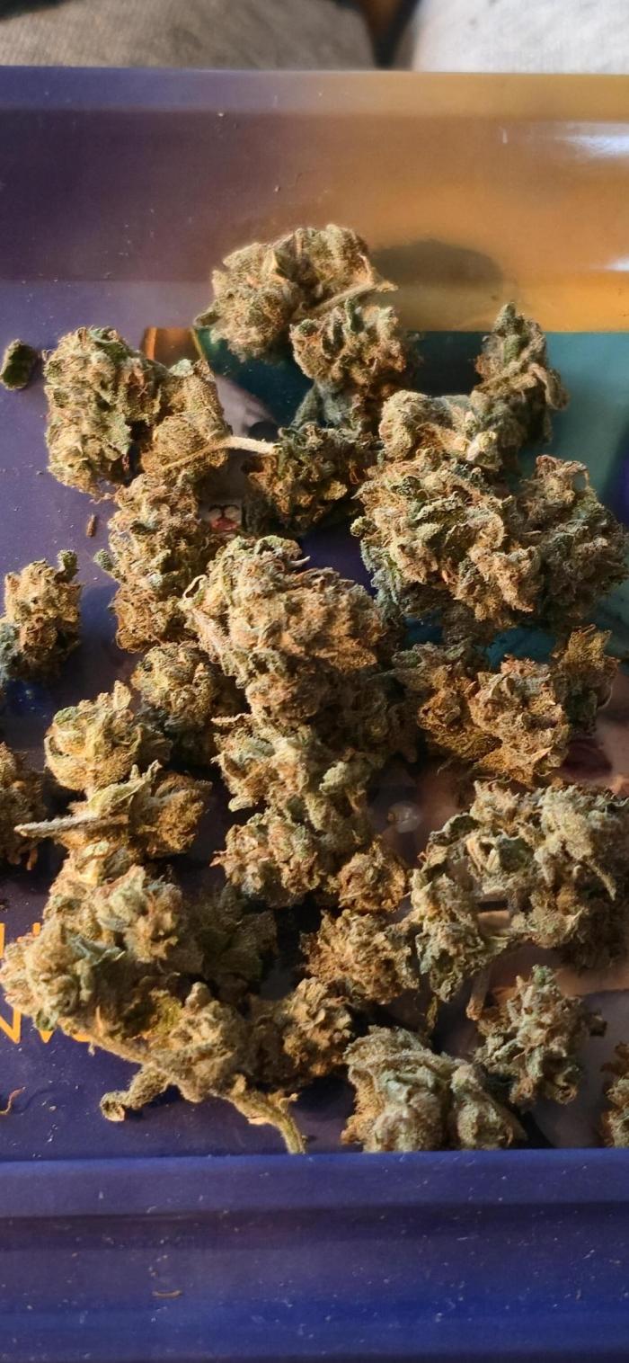 Glumanda Glue test grow. Week 9