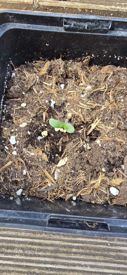Landrace tirah valley. Week 1