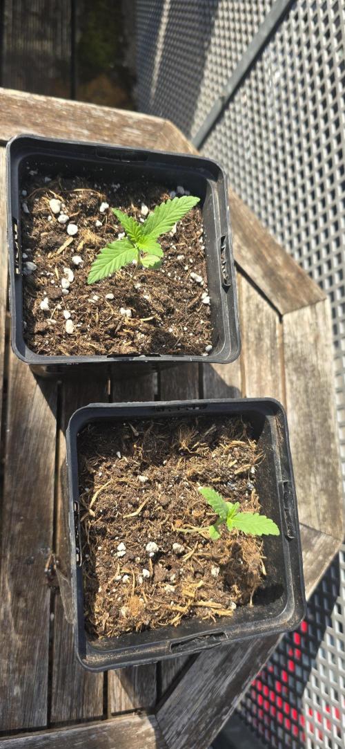 Outdoor automatics. Week 1