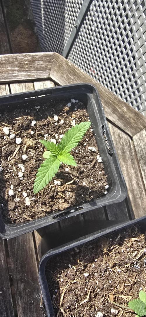 Outdoor automatics. Week 1