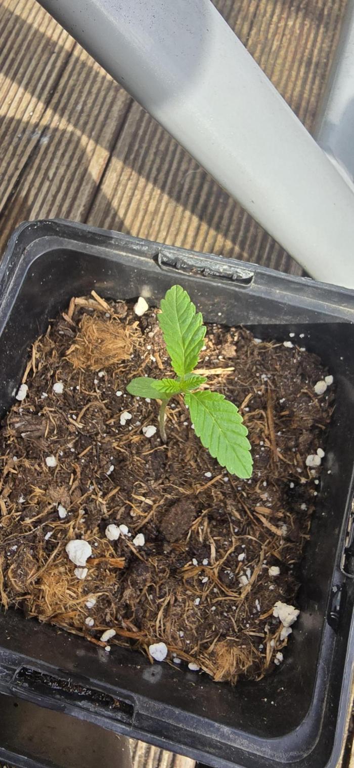 Landrace tirah valley. Week 2