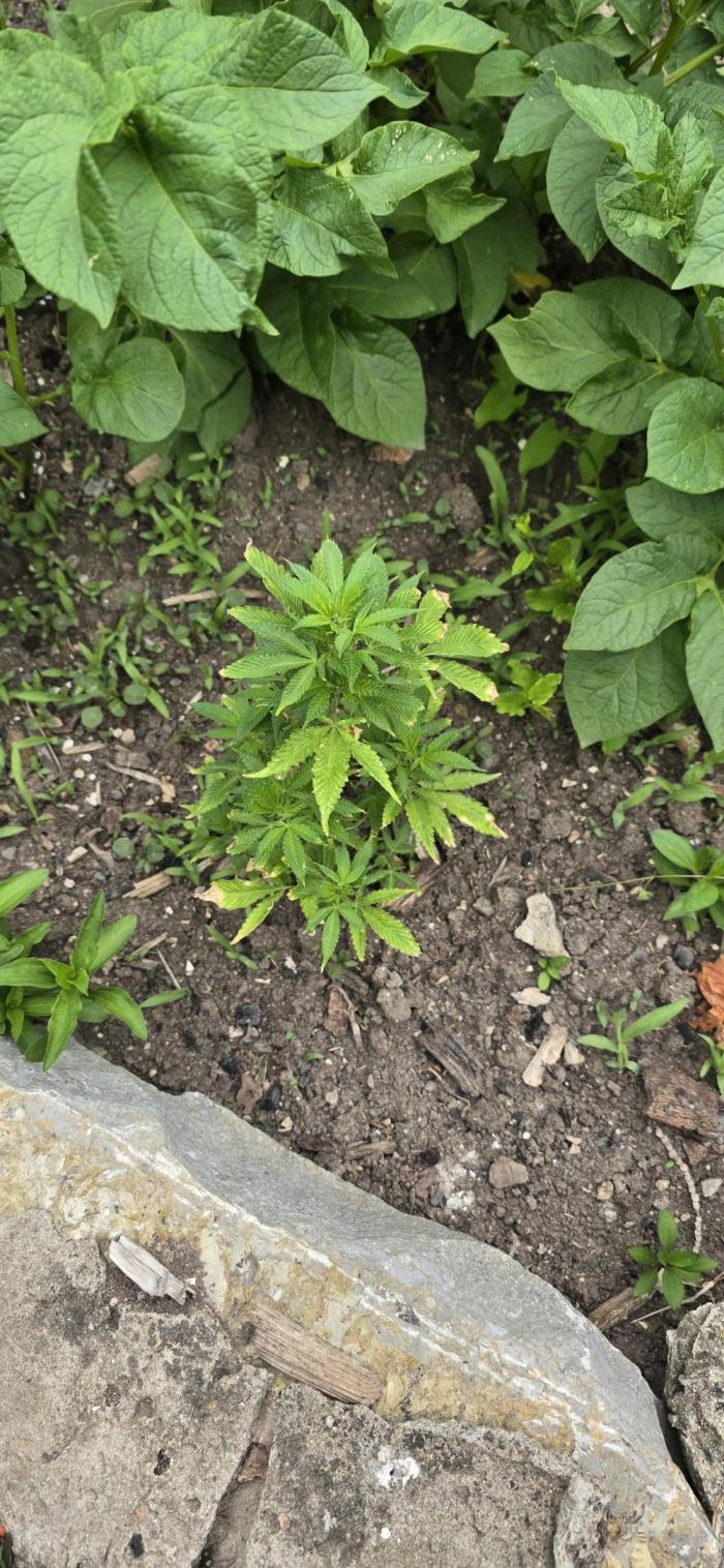 Somango. Week 4