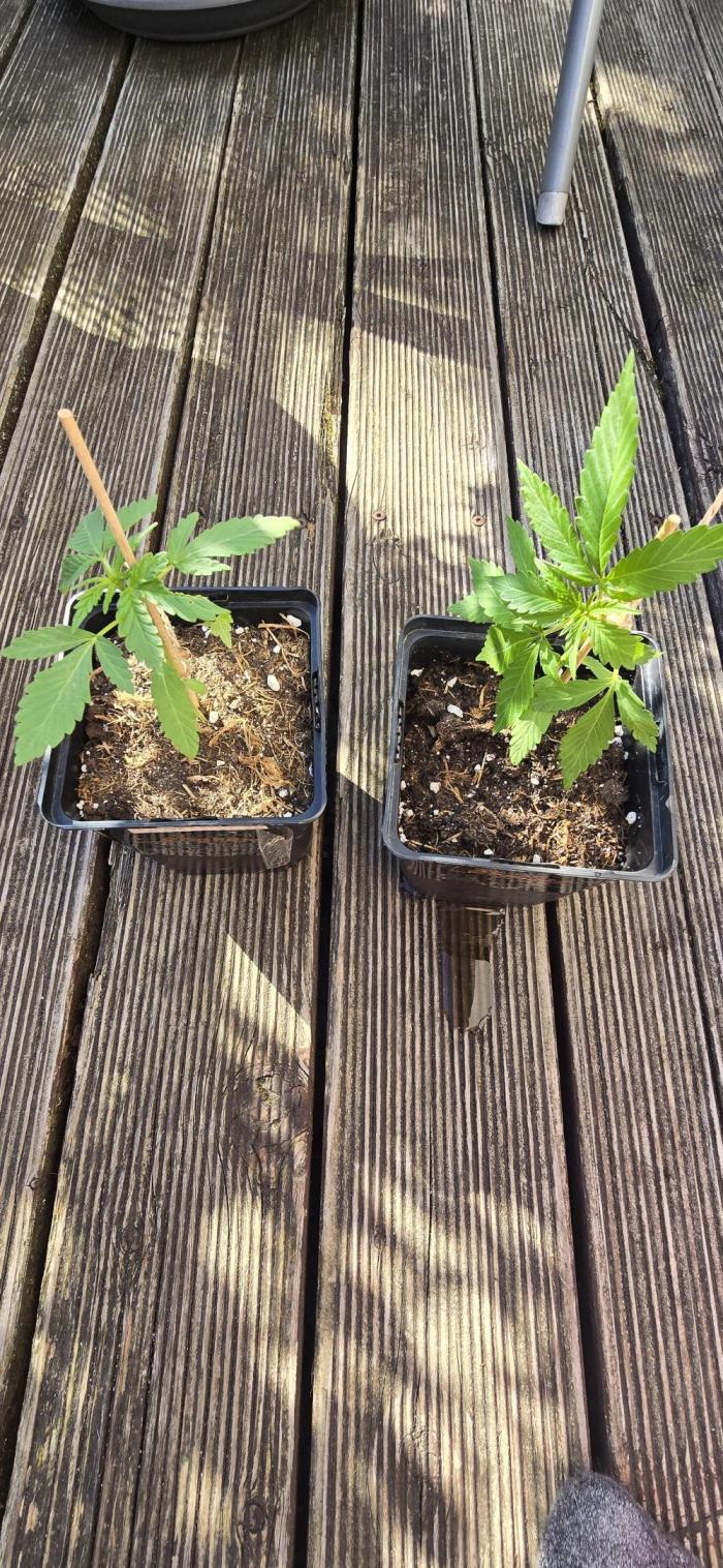 Outdoor automatics. Week 3