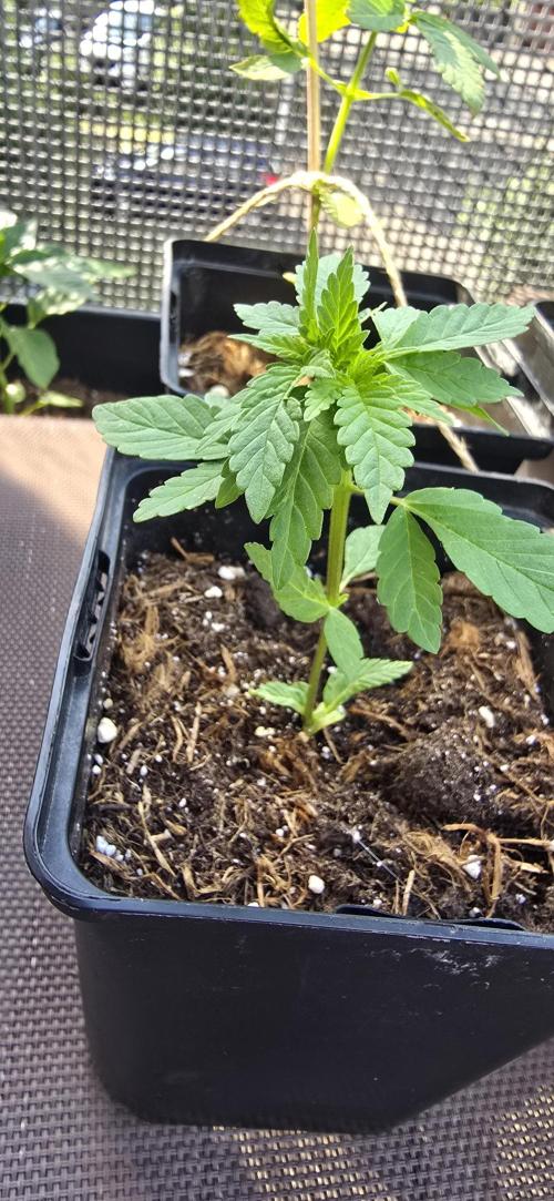 Landrace tirah valley. Week 4