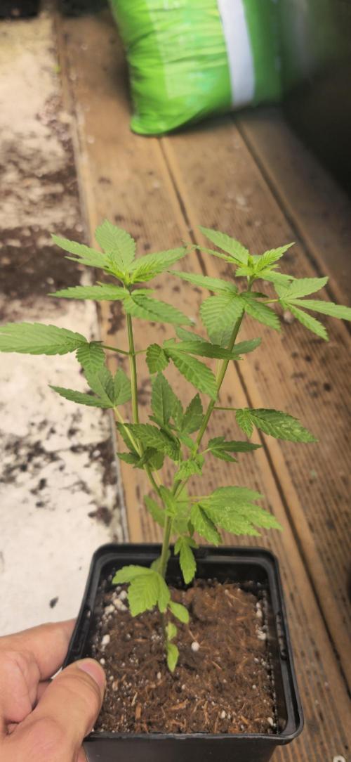 Landrace tirah valley. Week 6