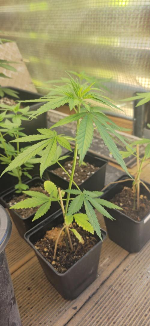 Landrace tirah valley. Week 6