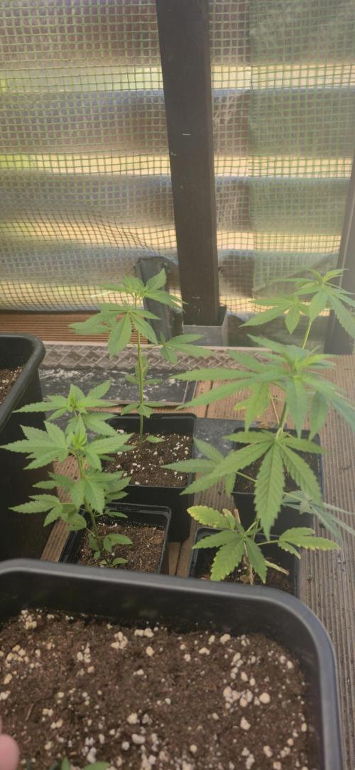 Landrace tirah valley. Week 6
