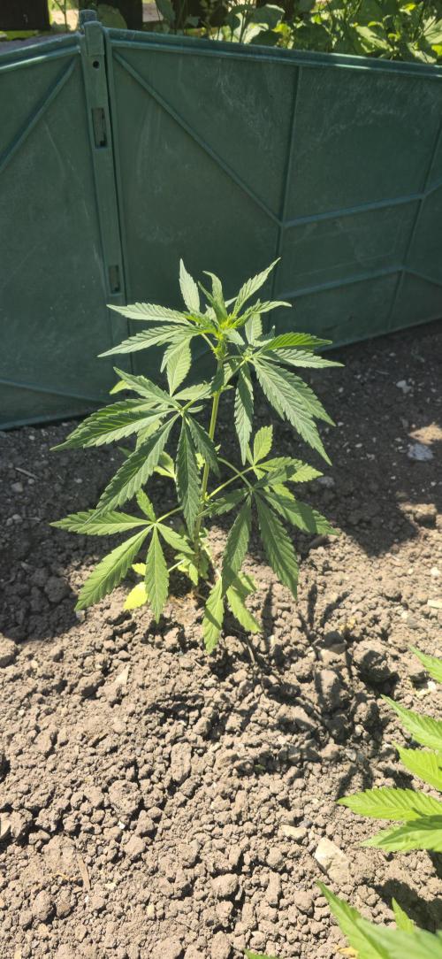 Outdoor automatics. Week 6