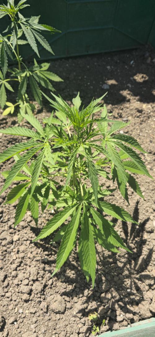 Outdoor automatics. Week 6