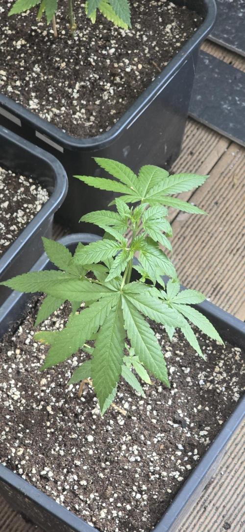 Landrace tirah valley. Week 7