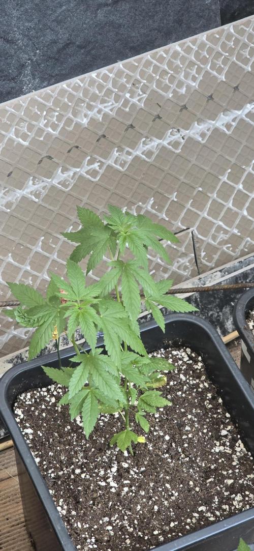 Landrace tirah valley. Week 7