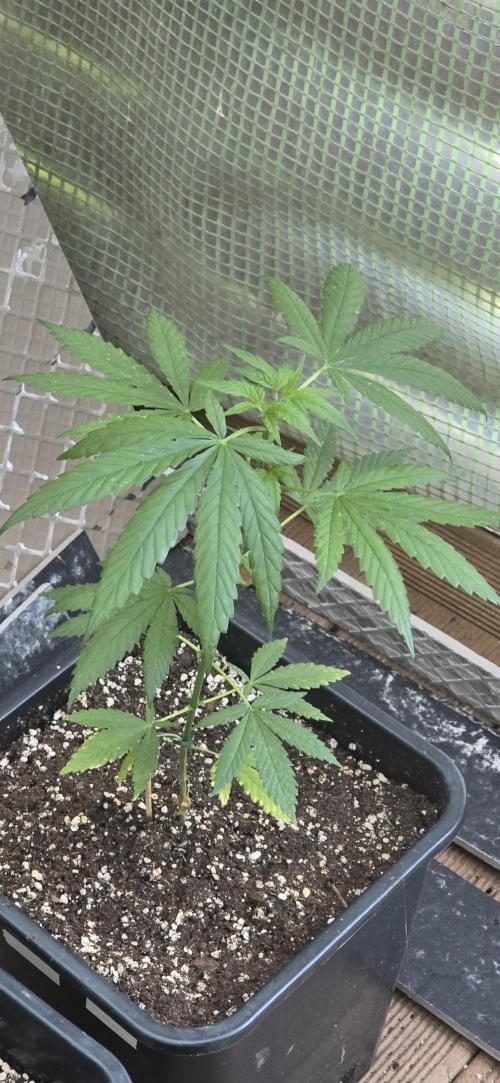 Landrace tirah valley. Week 7