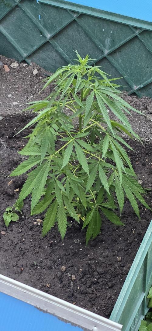 Outdoor automatics. Week 7